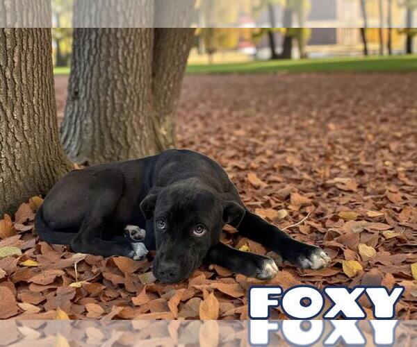 Medium Photo #1 Mutt Puppy For Sale in Westwood, NJ, USA