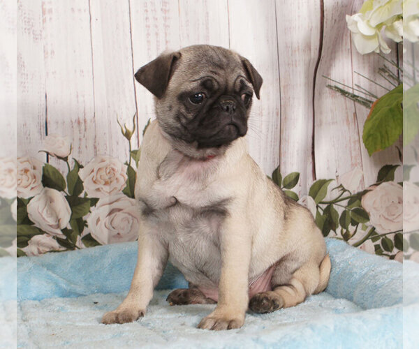 Medium Photo #1 Pug Puppy For Sale in PENNS CREEK, PA, USA