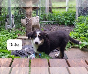 Border Collie Puppy for sale in AMHERST, WI, USA