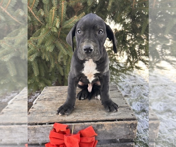 Medium Photo #3 Great Dane Puppy For Sale in MIDDLEBURY, IN, USA
