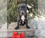 Small #2 Great Dane