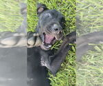 Small #7 Labrador Retriever Mix