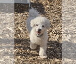 Small #3 Bichon Frise