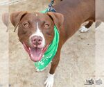 Small #1 Labrador Retriever Mix