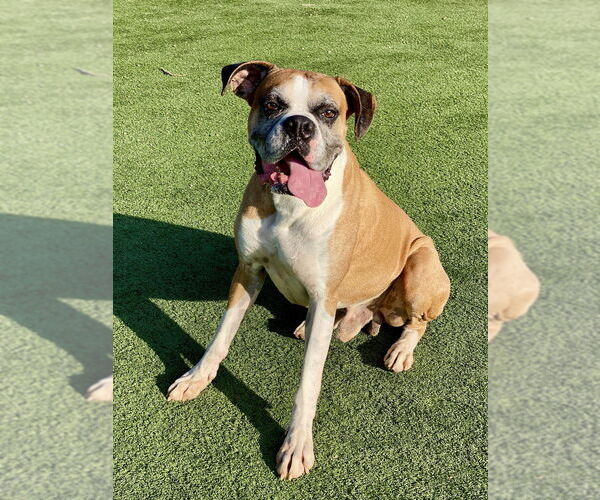 Medium Photo #2 Boxer Puppy For Sale in Austin, TX, USA