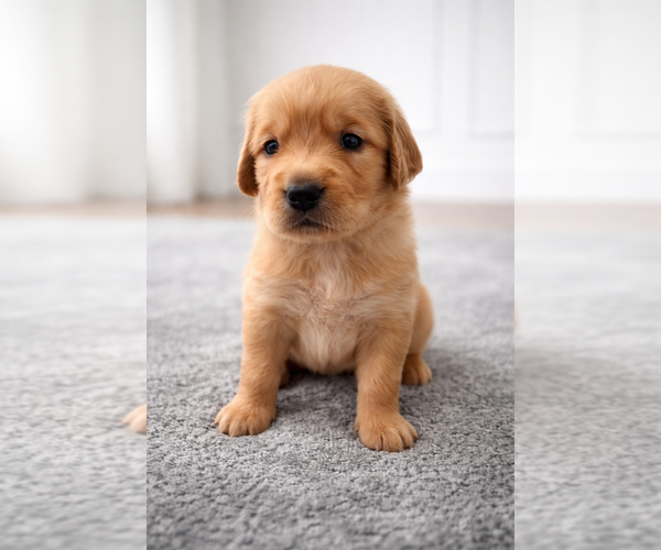 Medium Photo #3 Golden Retriever Puppy For Sale in GROVETOWN, GA, USA