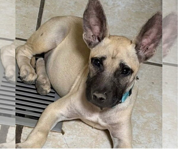 Medium Photo #2 Mutt Puppy For Sale in Canton, CT, USA