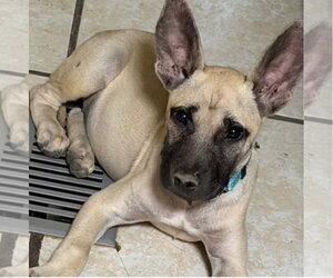 Maggie - Female Mutt Dog for Adoption - Photo #2