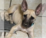 Small Photo #2 Mutt Puppy For Sale in Canton, CT, USA