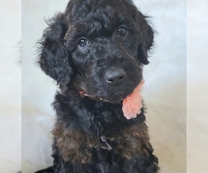 Goldendoodle Puppy for sale in PEORIA, AZ, USA