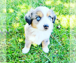 Miniature Australian Shepherd Puppy for Sale in GONZALES, California USA