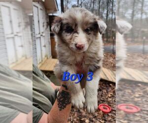 Border Collie Puppy for sale in DAWSONVILLE, GA, USA