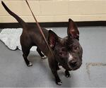 Small #1 American Staffordshire Terrier Mix