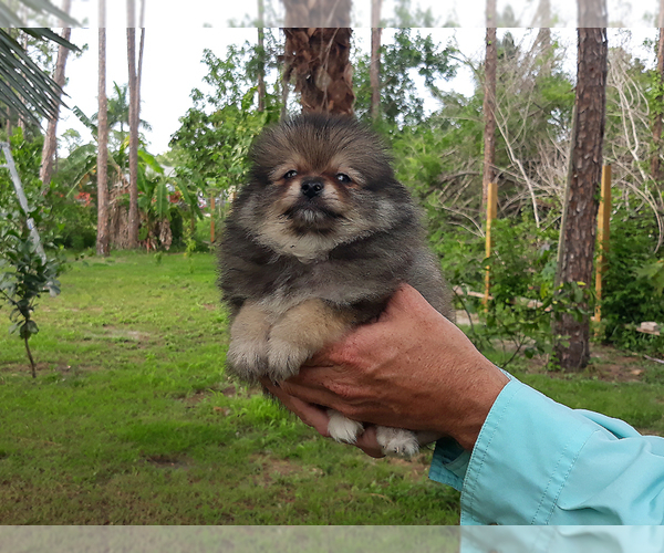 Medium Photo #13 Pomeranian Puppy For Sale in WEST PALM BEACH, FL, USA