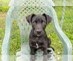 Small #4 Border Collie Mix