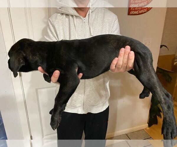 Medium Photo #10 Cane Corso Puppy For Sale in SEATTLE, WA, USA