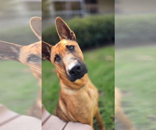 Medium Photo #9 German Shepherd Dog-Unknown Mix Puppy For Sale in Newport Beach, CA, USA