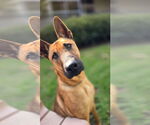 Small #8 German Shepherd Dog Mix