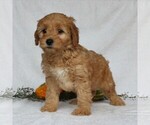 Small Photo #4 Goldendoodle-Poodle (Miniature) Mix Puppy For Sale in LEOLA, PA, USA