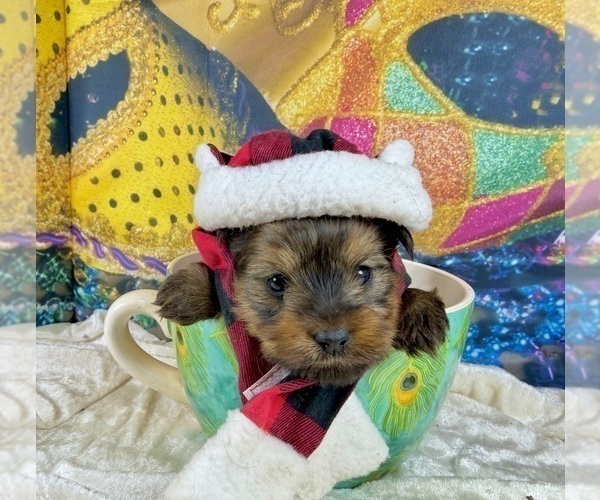 Medium Photo #22 Morkie Puppy For Sale in CASSVILLE, MO, USA