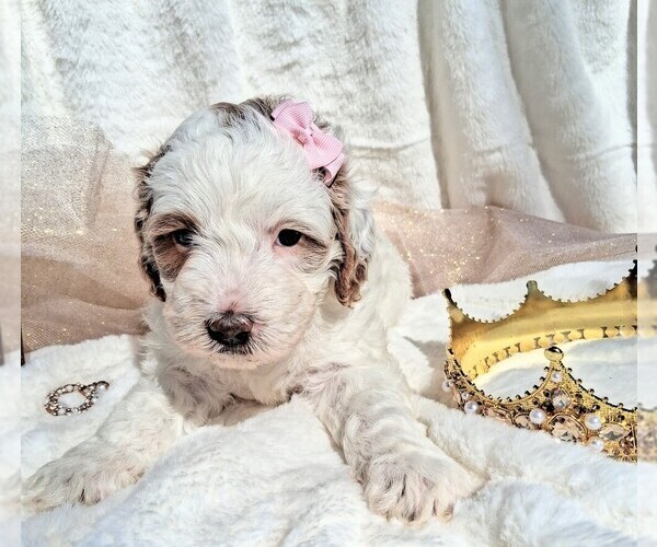 Medium Photo #49 Goldendoodle (Miniature) Puppy For Sale in GASTONIA, NC, USA