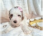 Small Photo #49 Goldendoodle (Miniature) Puppy For Sale in GASTONIA, NC, USA