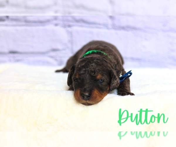 Medium Photo #4 Golden Mountain Doodle  Puppy For Sale in TRAFALGAR, IN, USA