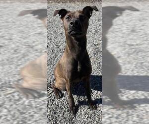 Shepradors Dogs for adoption in Newton, NC, USA