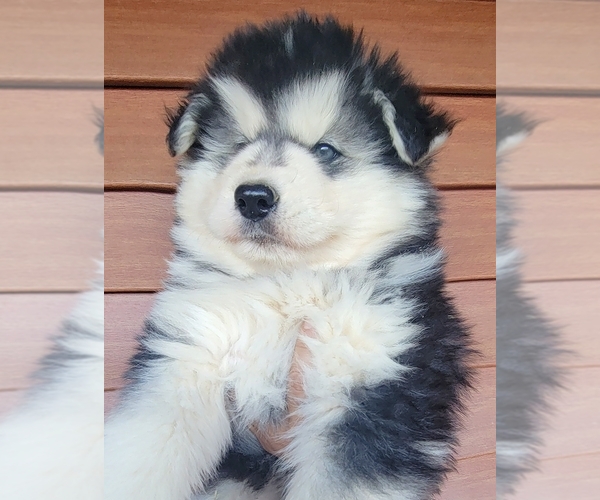 Full screen Photo #2 Siberian Husky Puppy For Sale in MOUTH OF WILSON, VA, USA