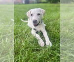 Small #5 Labrador Retriever Mix