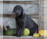 Small Photo #6 Labrador Retriever Puppy For Sale in FREDERICKSBG, OH, USA