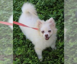 Loti - Female Pomeranian-Unknown Mix Dog for Adoption - Photo #2