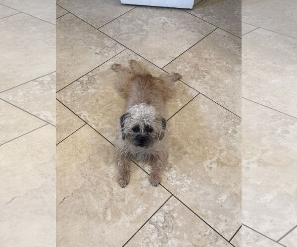 Medium Photo #7 Border Terrier Puppy For Sale in Rosenberg, TX, USA