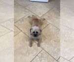 Small #6 Border Terrier