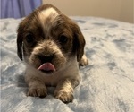 Puppy Diamond Schweenie