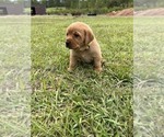 Small #2 Labrador Retriever