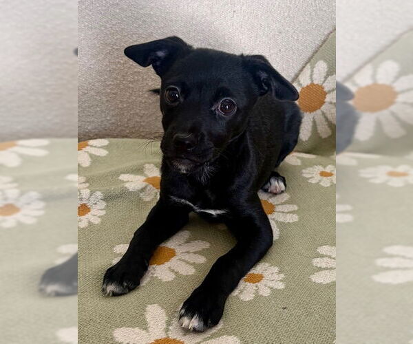 Medium Photo #4 Chihuahua-Unknown Mix Puppy For Sale in Doylestown, PA, USA