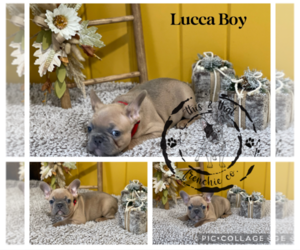 French Bulldog Puppy for sale in LARNED, KS, USA