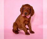 Image preview for Ad Listing. Nickname: Lily