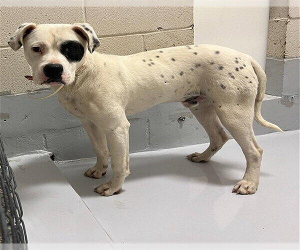 Medium Photo #1 Boxer-Unknown Mix Puppy For Sale in Augusta, GA, USA