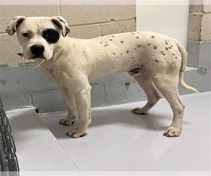 Boxer-Unknown Mix Dogs for adoption in Augusta, GA, USA