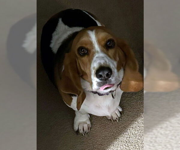 Medium Photo #5 Basset Hound Puppy For Sale in Deepwater, NJ, USA