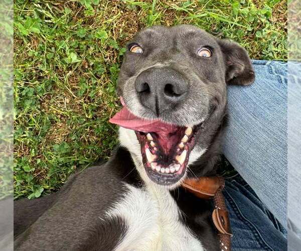 Medium Photo #3 Mutt Puppy For Sale in Abbeville, LA, USA