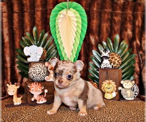 Medium Chihuahua