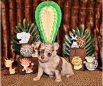 Puppy Taj Chihuahua