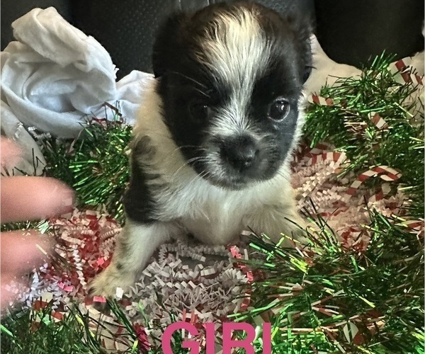 Medium Photo #3 Pomeranian Puppy For Sale in PLAINFIELD, IL, USA