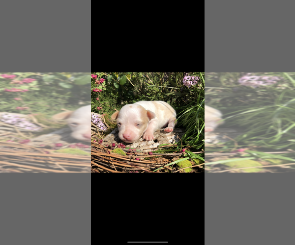 Medium Photo #9 Chihuahua Puppy For Sale in SHERMAN, TX, USA