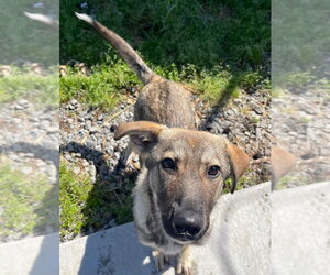 Heidi Klum - Female German Shepherd Dog Dog for Adoption - Photo #2
