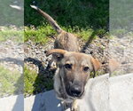 Small Photo #2 German Shepherd Dog Puppy For Sale in Boston, MA, USA