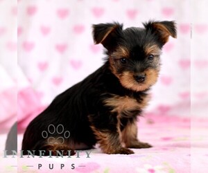 Yorkshire Terrier Puppy for sale in RONKS, PA, USA
